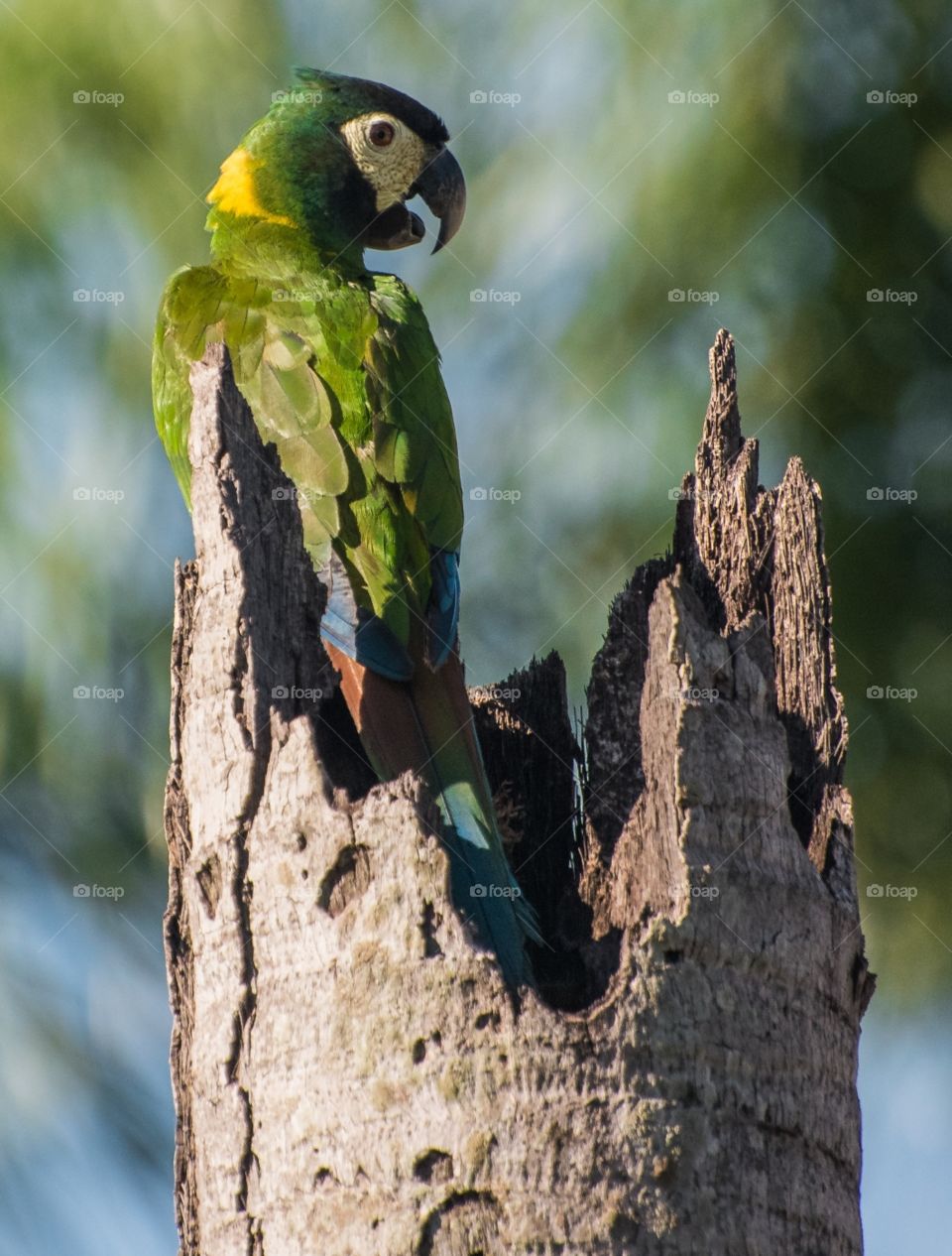 ararinha maracanã- PANTANAL MS