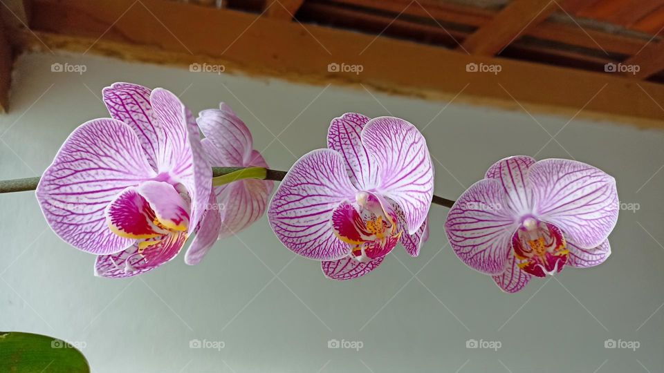 Pink orchid photographed hanging on balcony