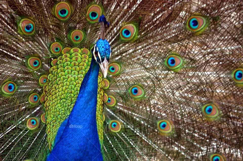Peacock 