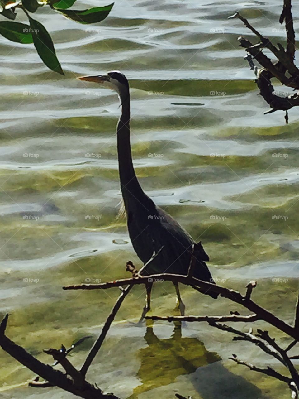 Florida bird at beach