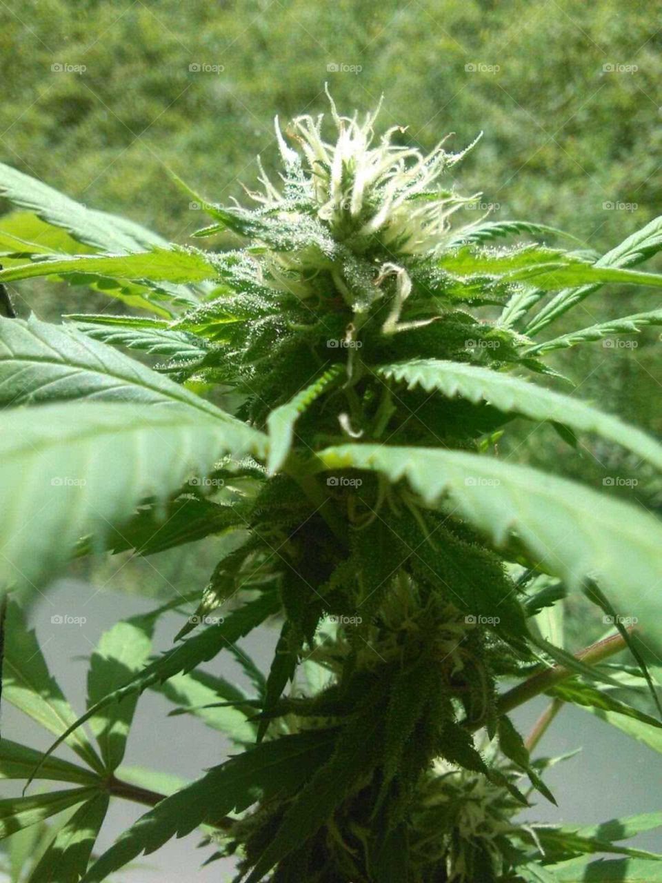 Check the buds of your plants in the flowering phase regularly, and completely remove mold when it is observed.