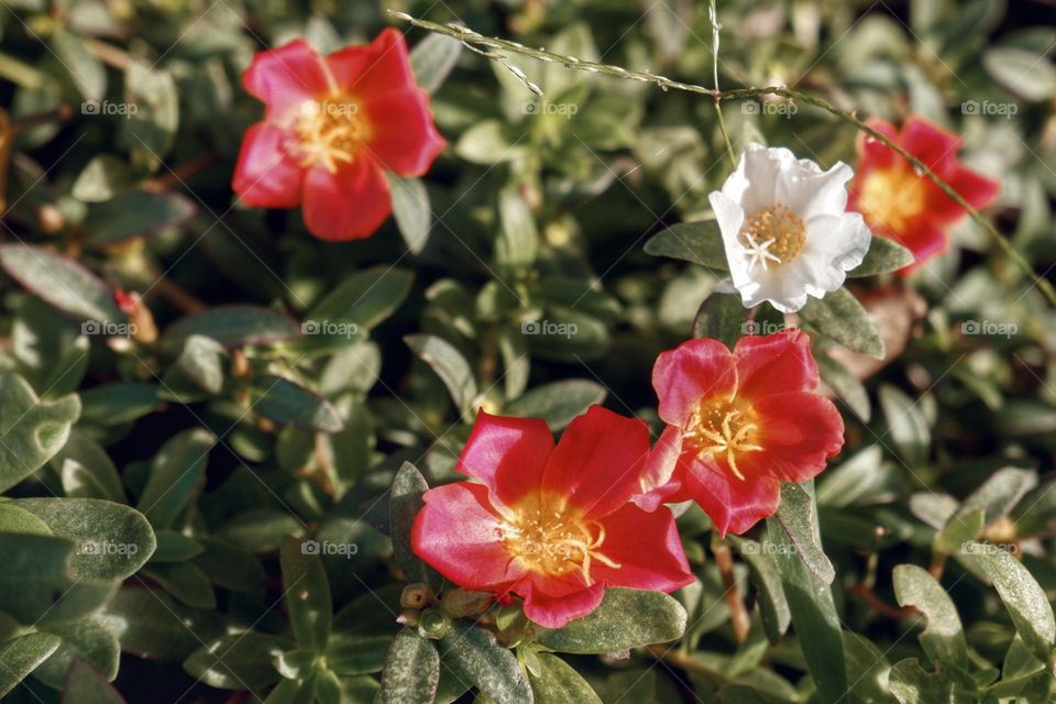 Everytime I see flowers bloom in the garden, I am always reminded of every opportunity that comes our way which molds us to be better, ensures growth and gives us indefinite chances to win over life's circumstances. 🌸