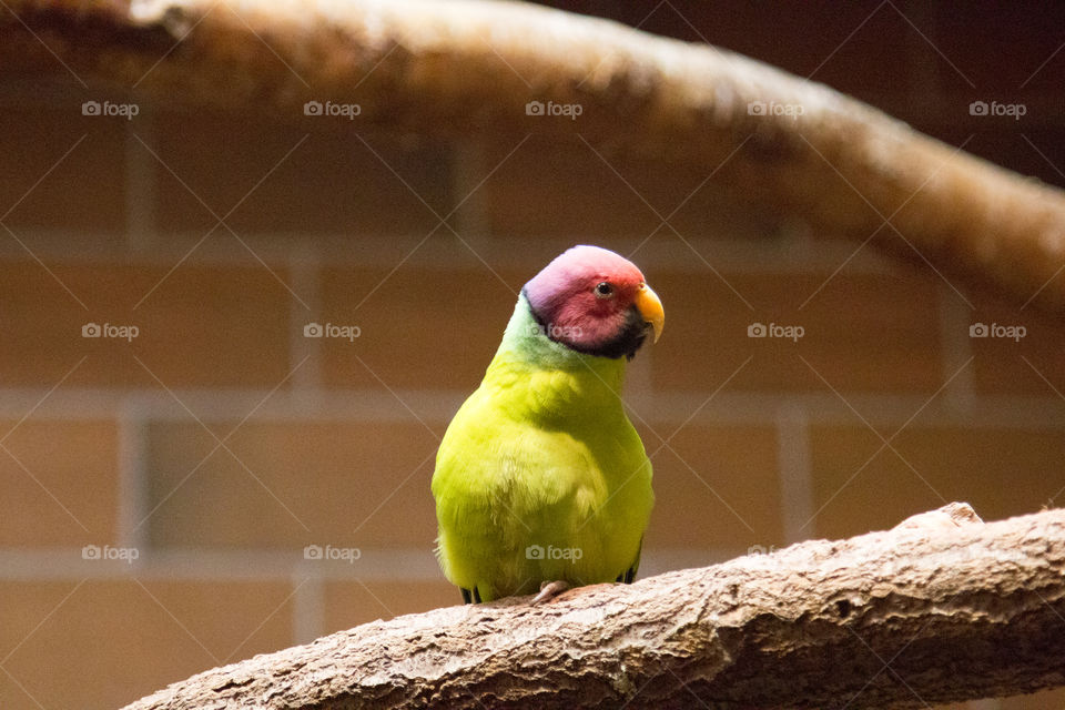 Bird, No Person, Tropical, Wildlife, Parrot