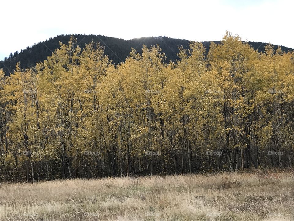 Rocky Mountain National Park - aspen grove