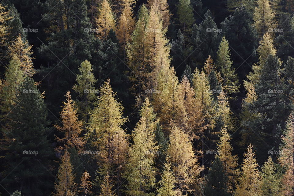 Yellow and orange larch trees in autumn.