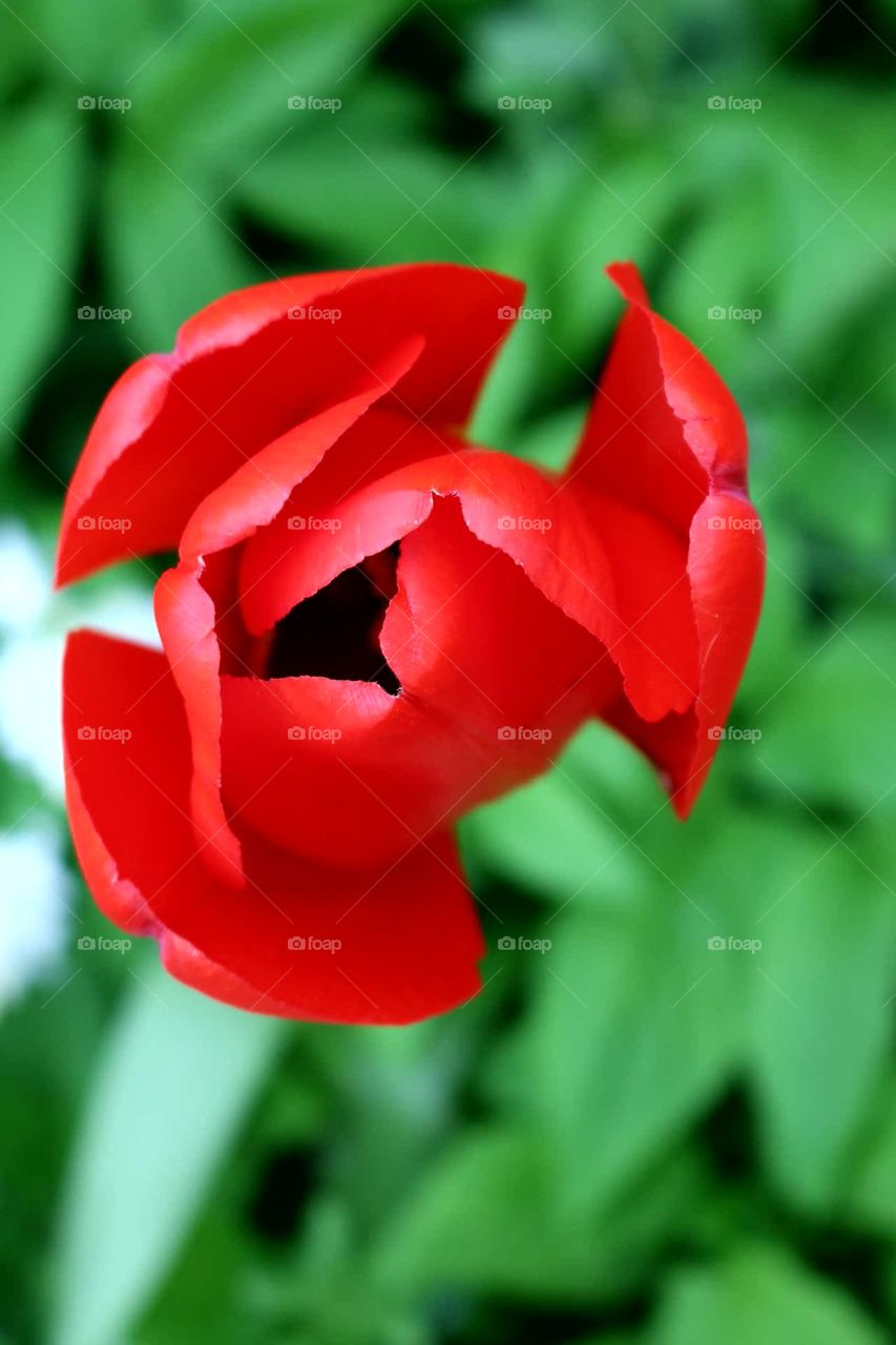 Red Tulip