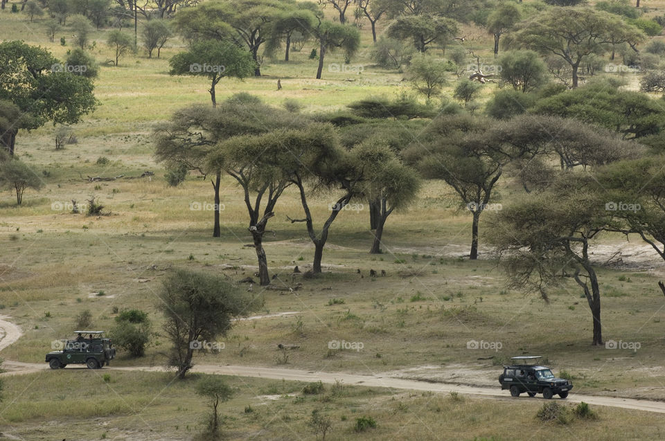 Jeep safari in National Park Serengeti in Tanzania.