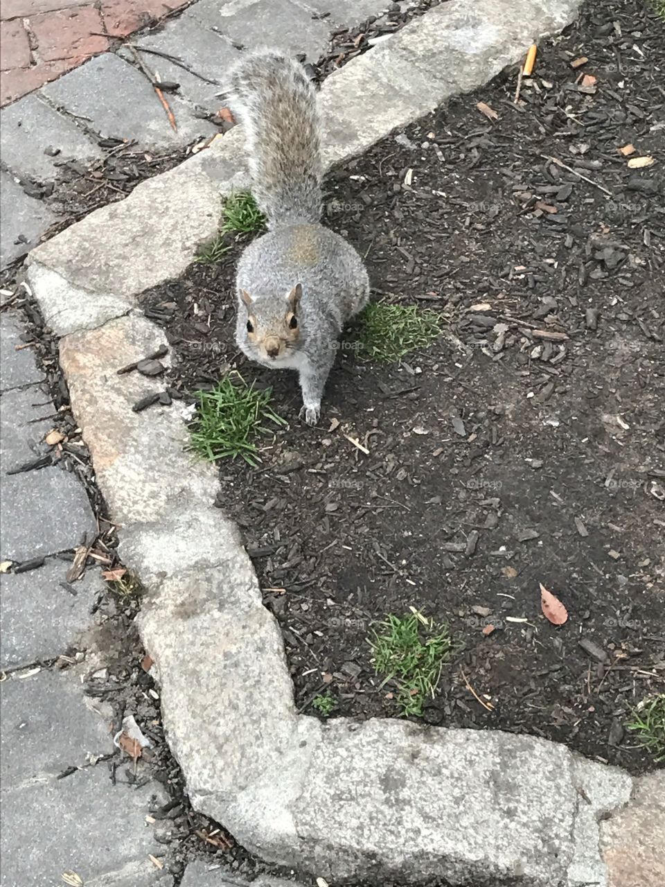 Fearless squirrel 