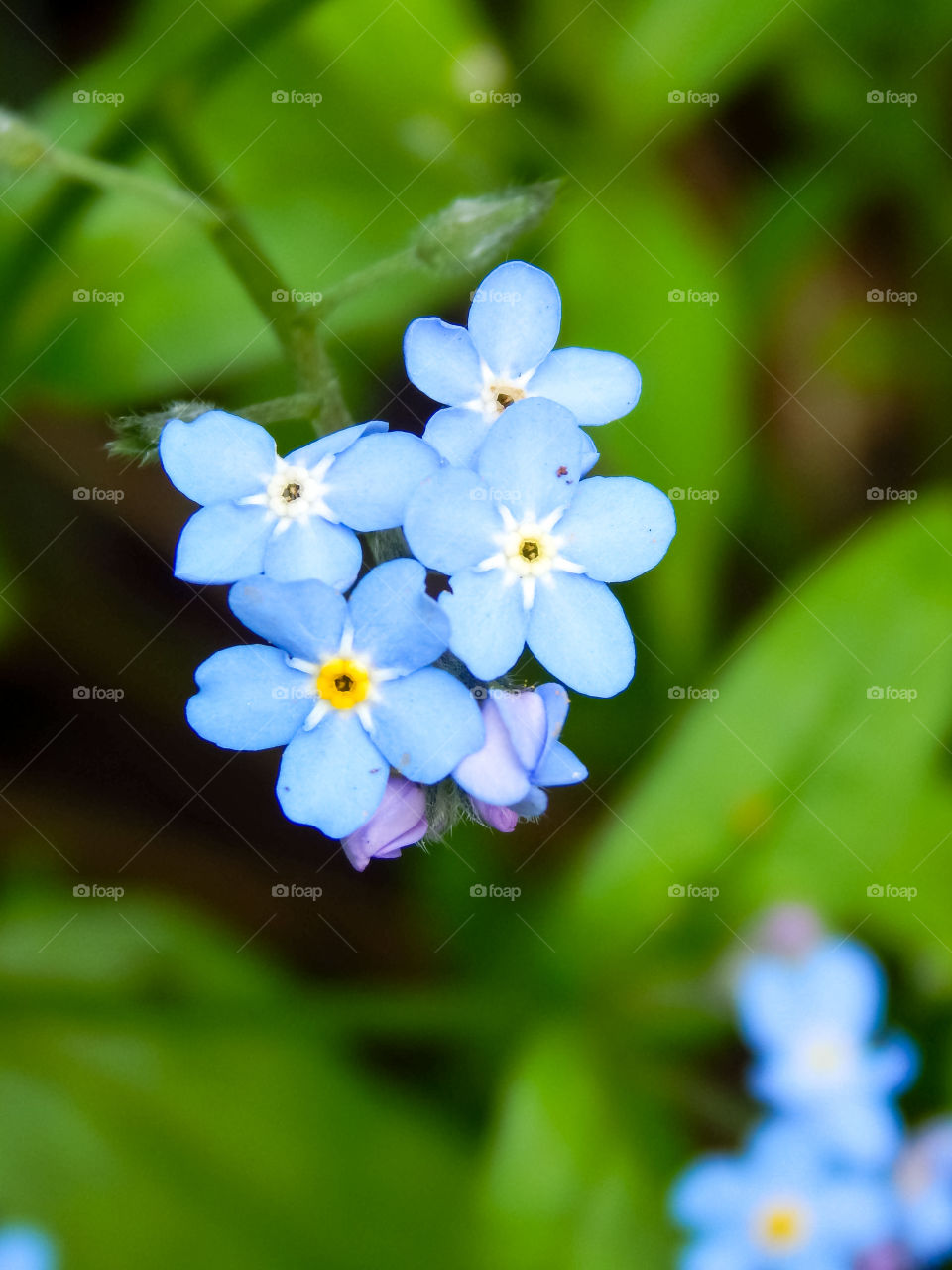 Blue forget-me-not flower in macro, closeup of spring Myosotis