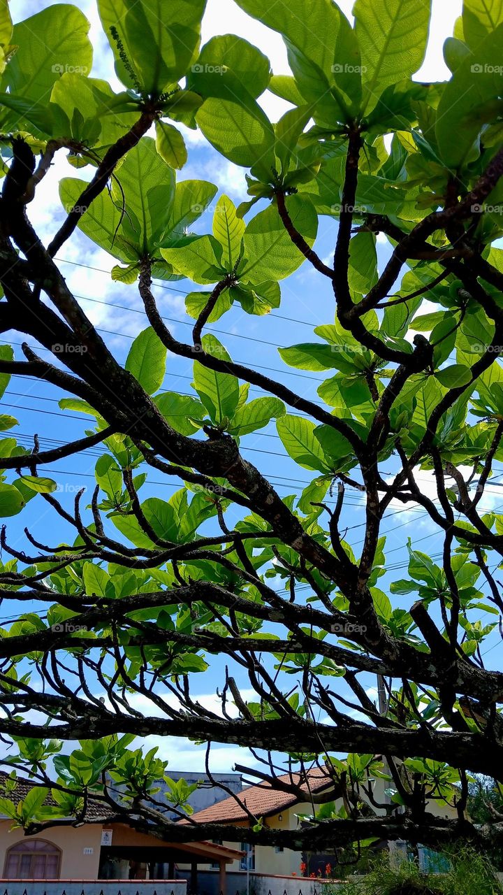 Äste mit grünen Blätter