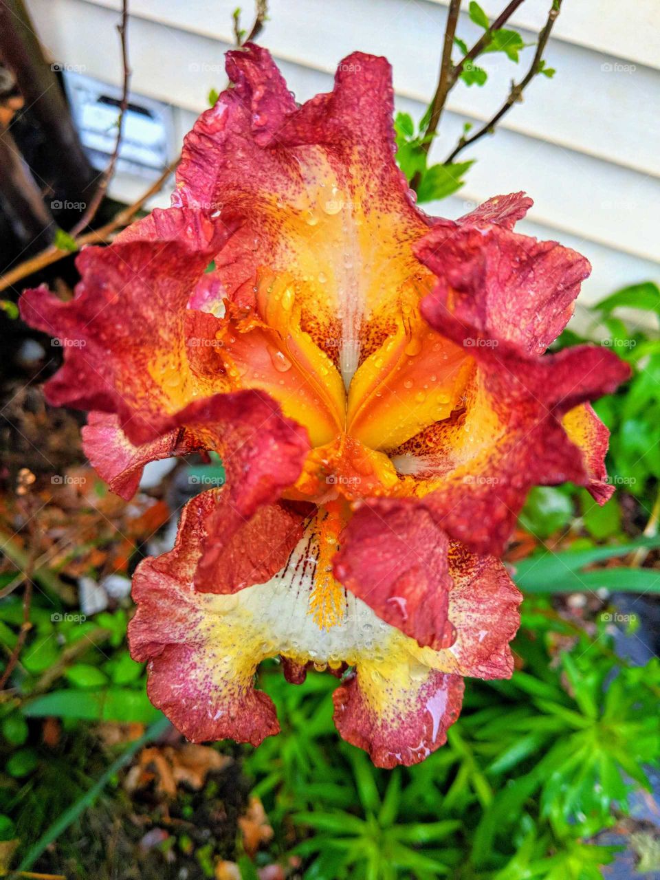 Iris in bloom