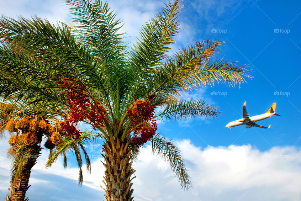 two palm trees and airplane in the sky