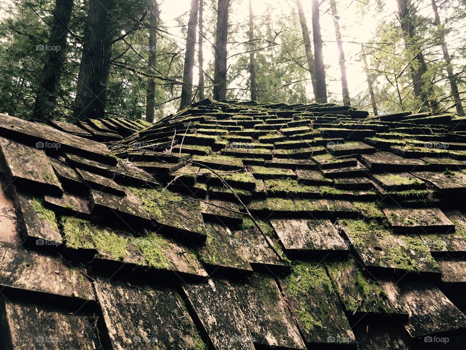 Forest rooftop
