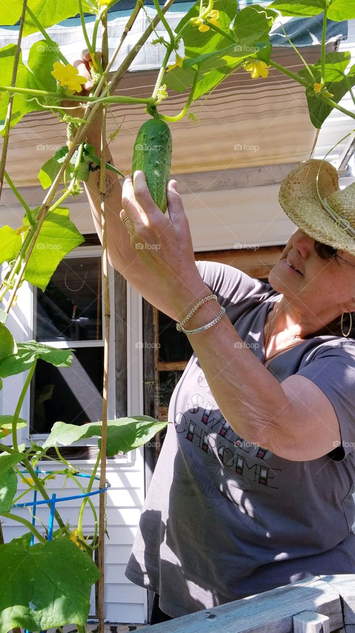 Summer activities in USA. Container gardening on porch in total sunny location. Today a cucumber is added to a salad.