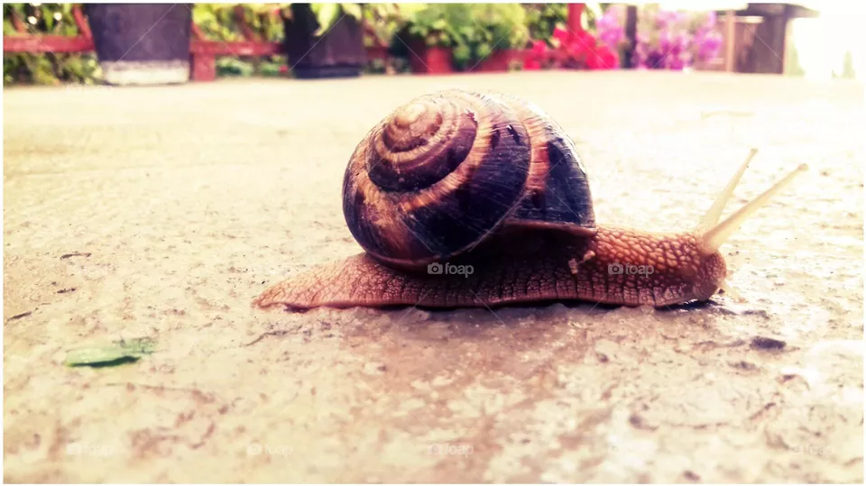 snail