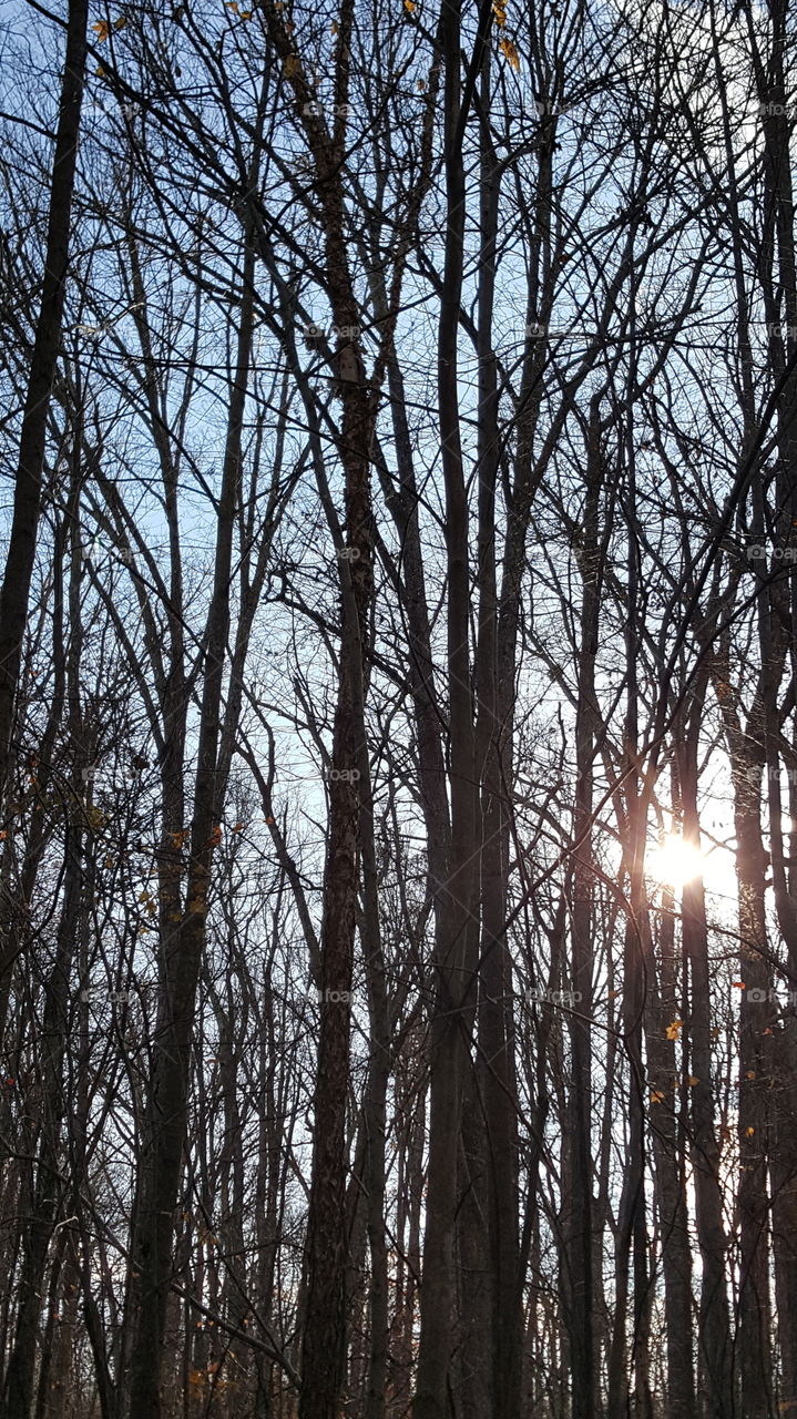 winter sun through the trees