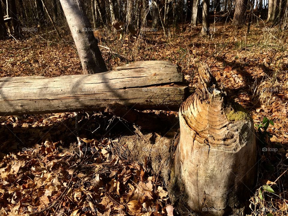 Busy as a beaver 