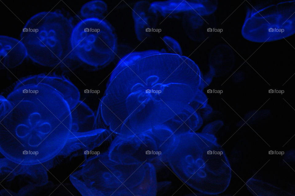 Lost in a blue chaos