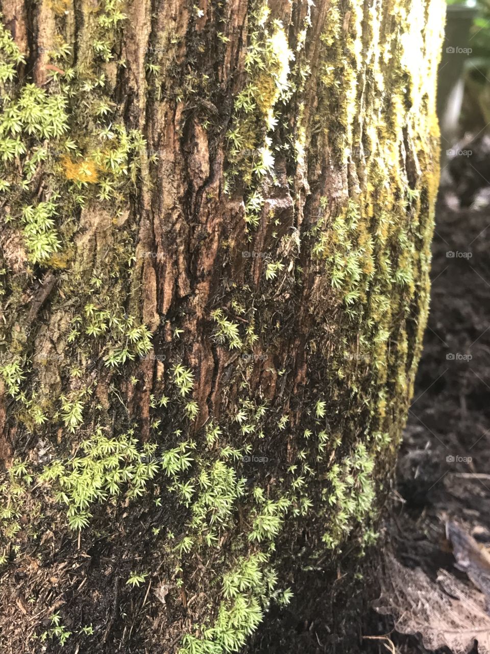 Beautiful moss on tree ..
