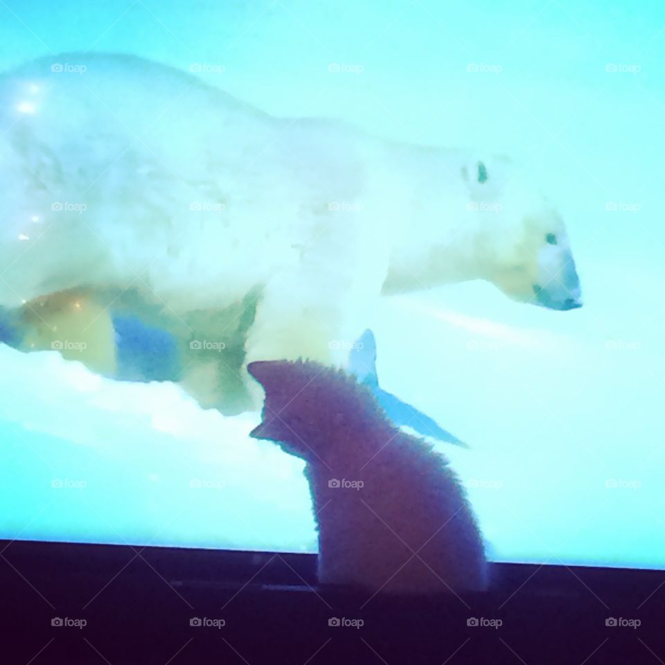 Will I look like this when I grow up? Fluffy white kitten watching a polar bear on the tv. 