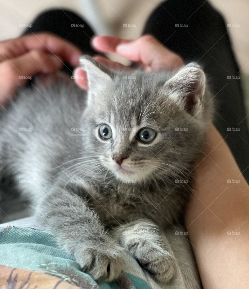 Grey kitten resting 