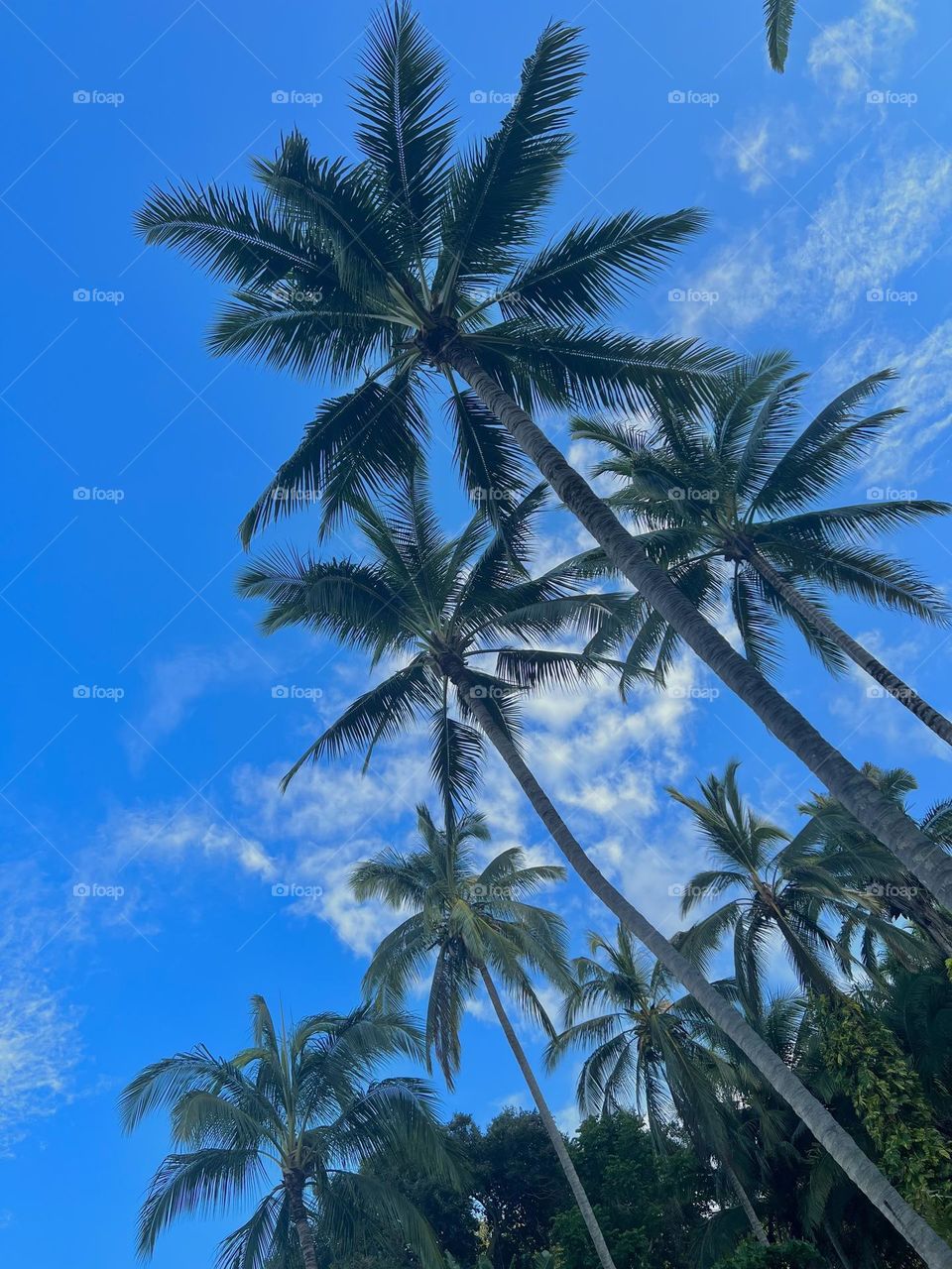 Palmeras desde una playa de Sayulita