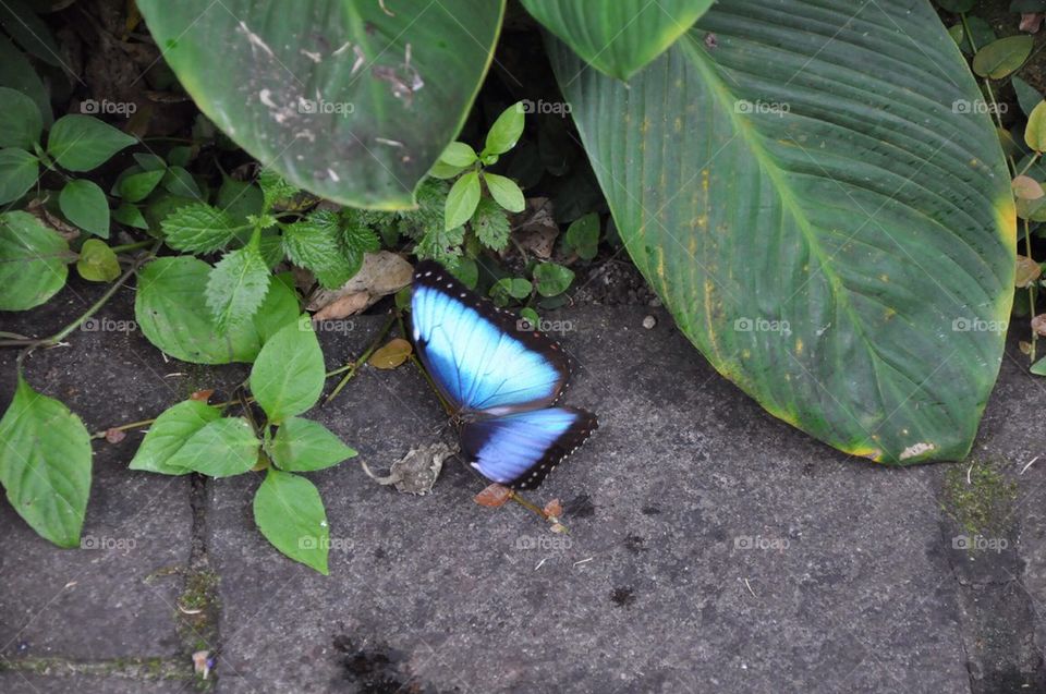 Blue Butterfly On The Floor.
