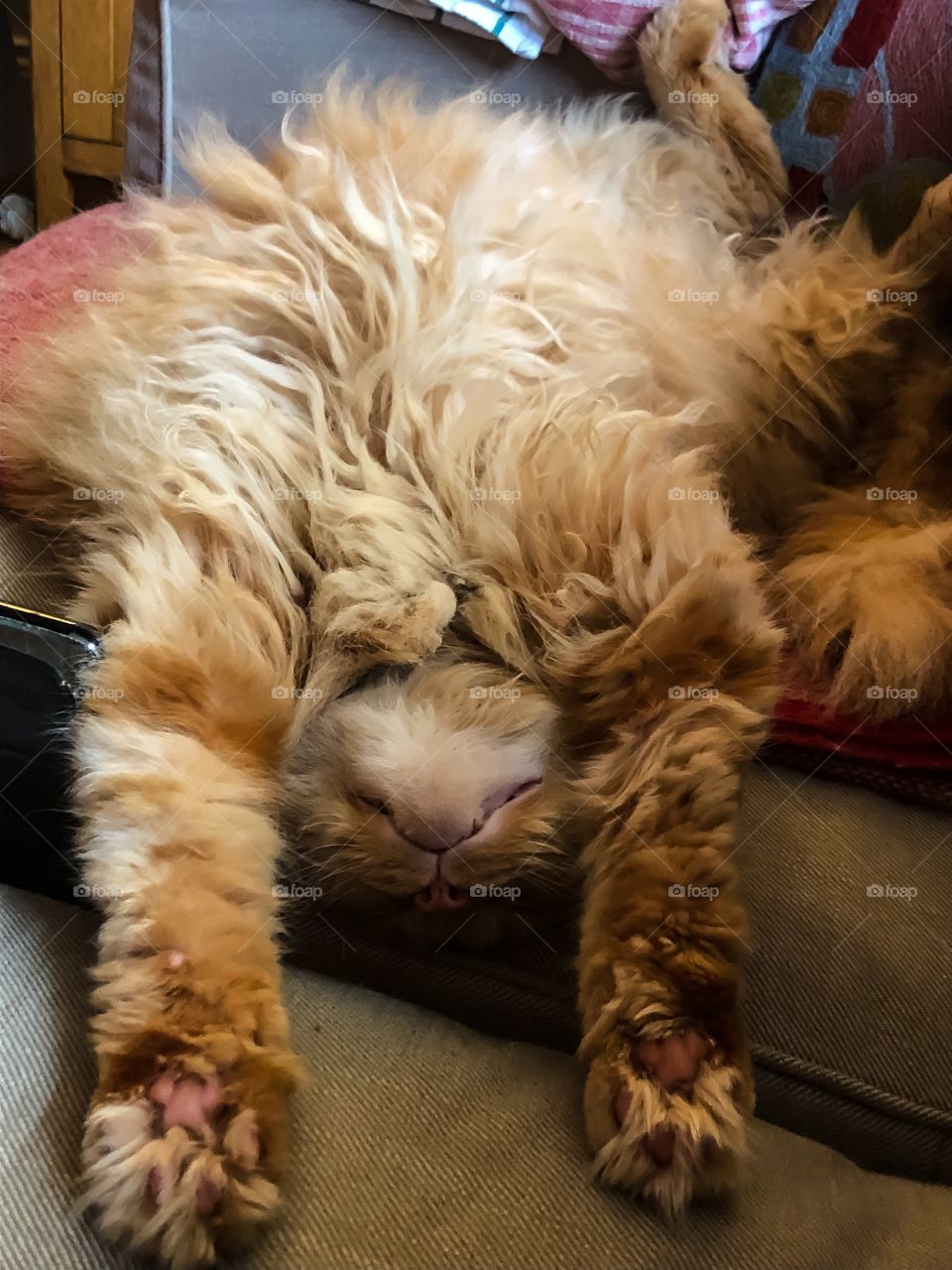 Fast asleep Maine coon cat