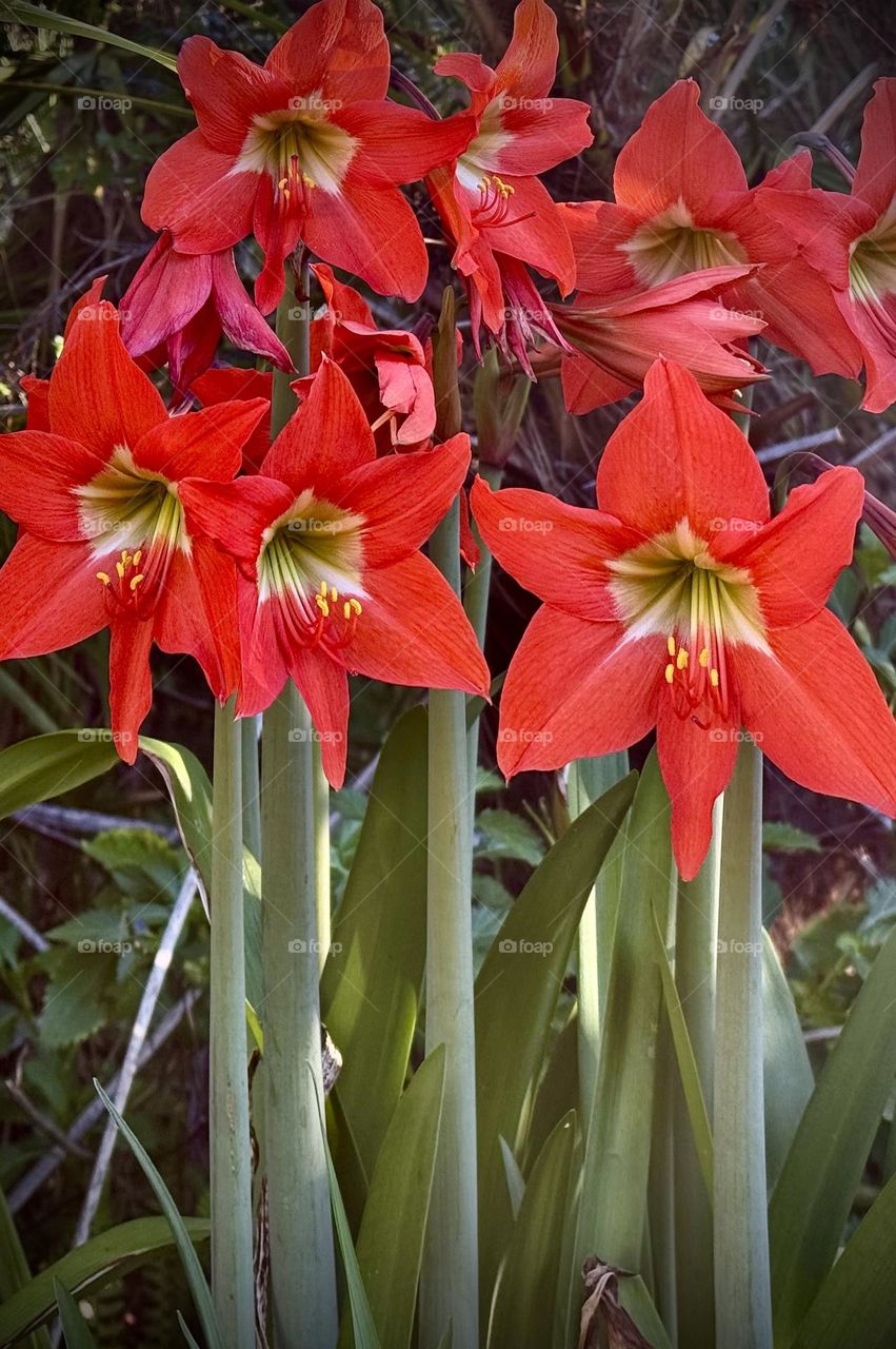 Red amaryllis lilies .