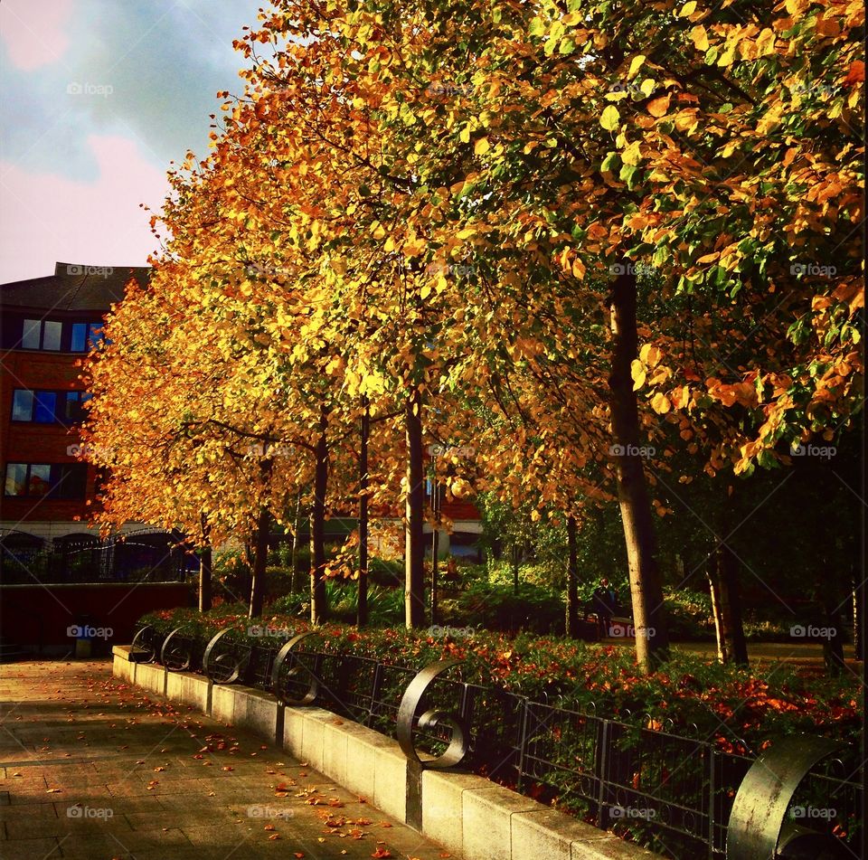 late afternoon with autumn trees