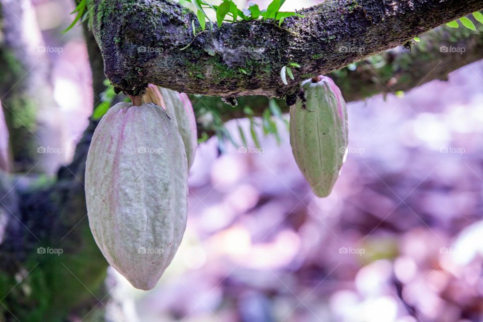 cocoa tree