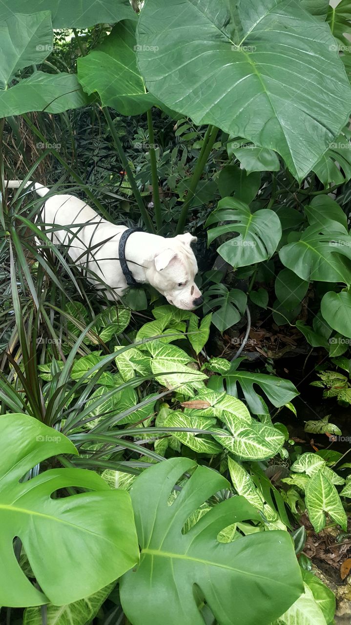 dog in pond