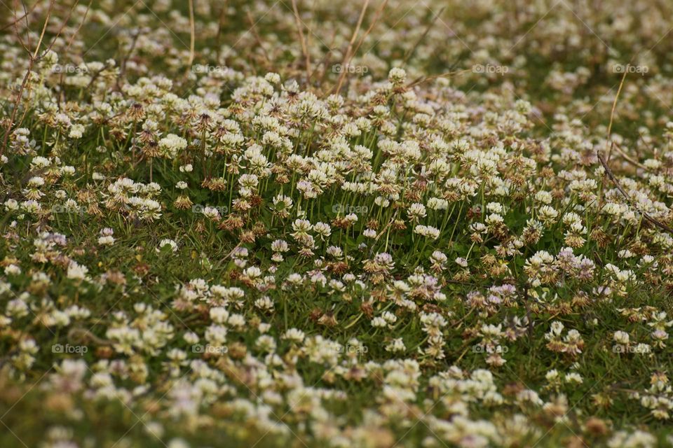 Trifolium repens, white clover, is a herbaceous perennial plant in the bean family Fabaceae.