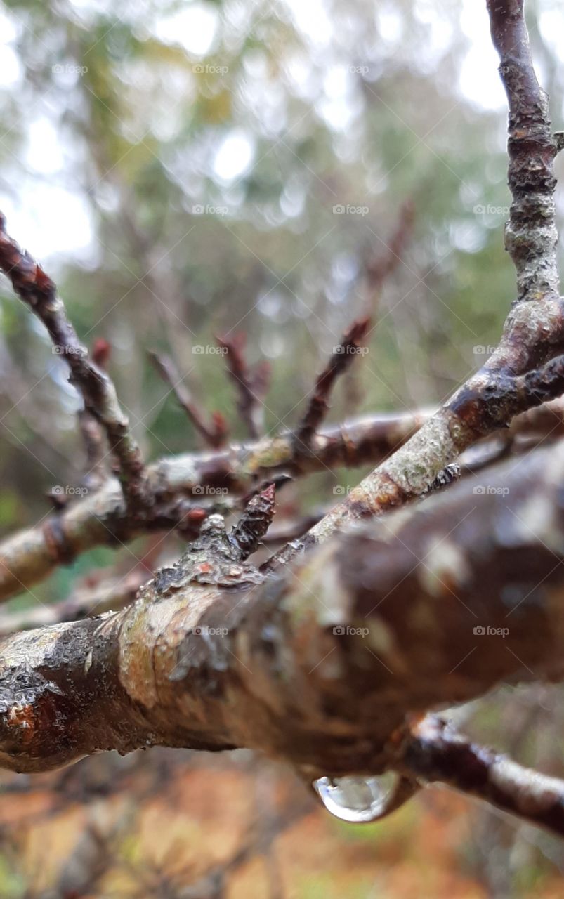tiny little buds on on Dwarf Plum tree