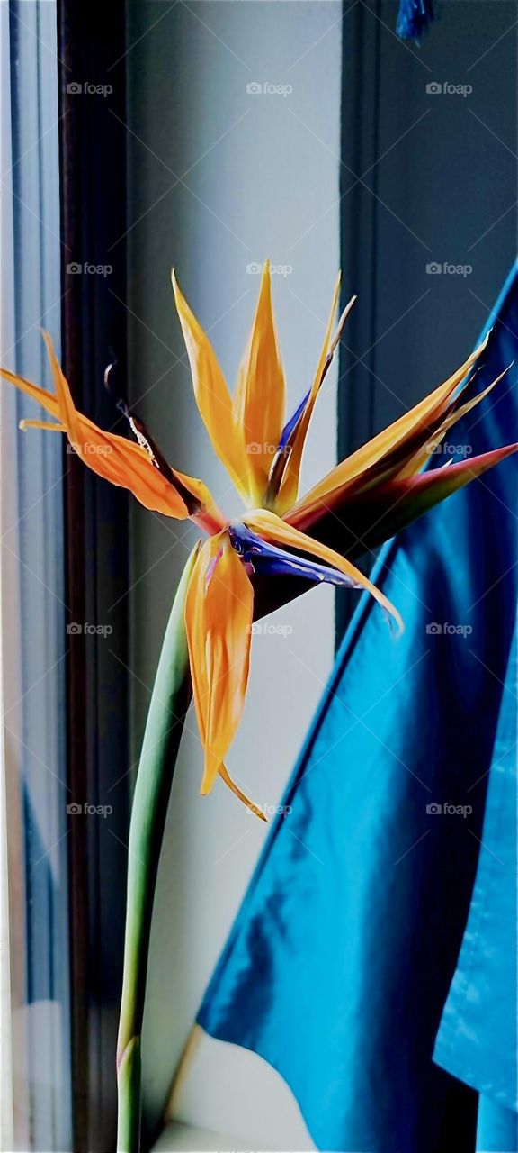 This spiky orange flower is an “Azalea”, an exotic plant from warmer climates. It lives, however in “Lower Bavaria”, Germany where it beautifies a lovely home with its extravagant charm. 2024. Hypnotic Productions