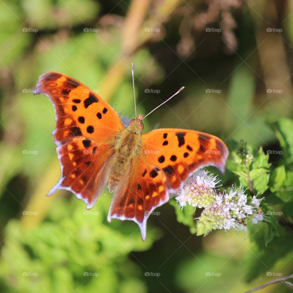A question mark butterfly enjoying the mint blooms on a beautiful summer day