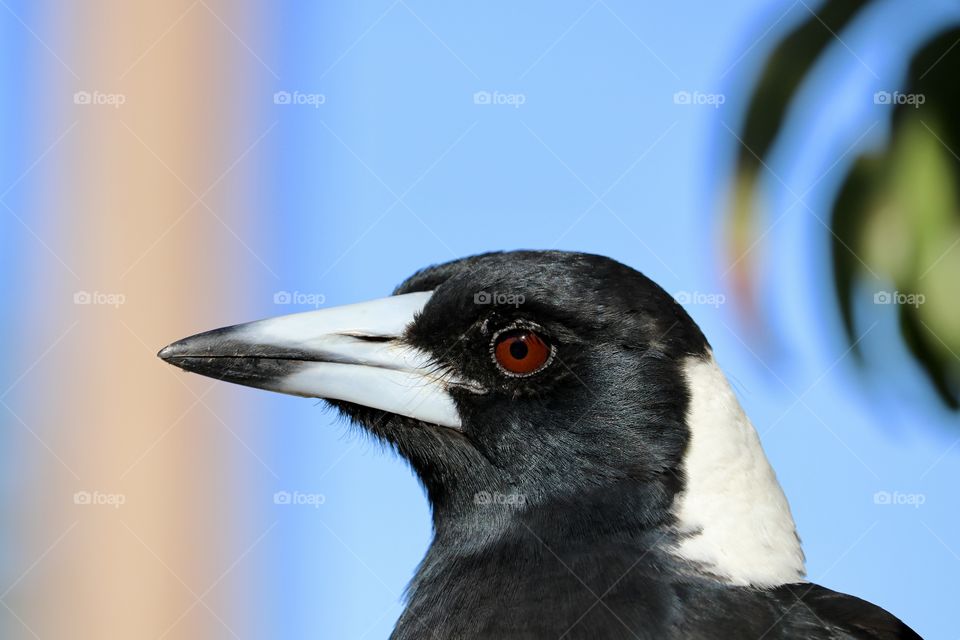 Headshot profile closeup magpie in the wild with blurred background 