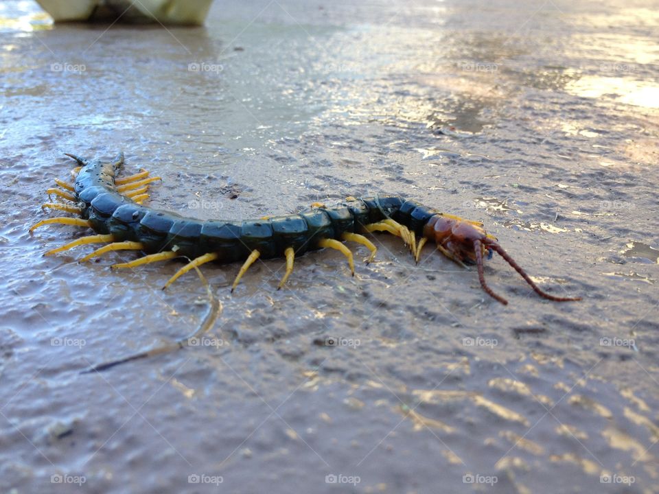 Giant Texas Centipede 