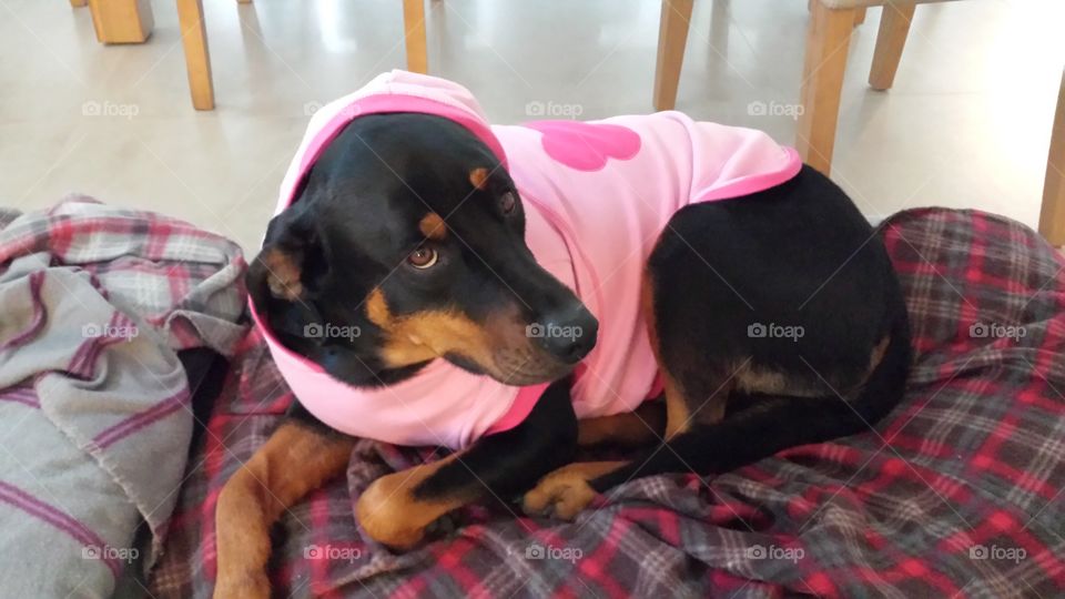 Rotty mix in her pink hoody