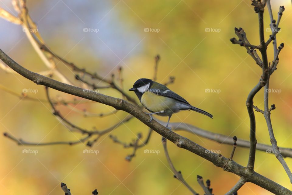 Tit on the branch