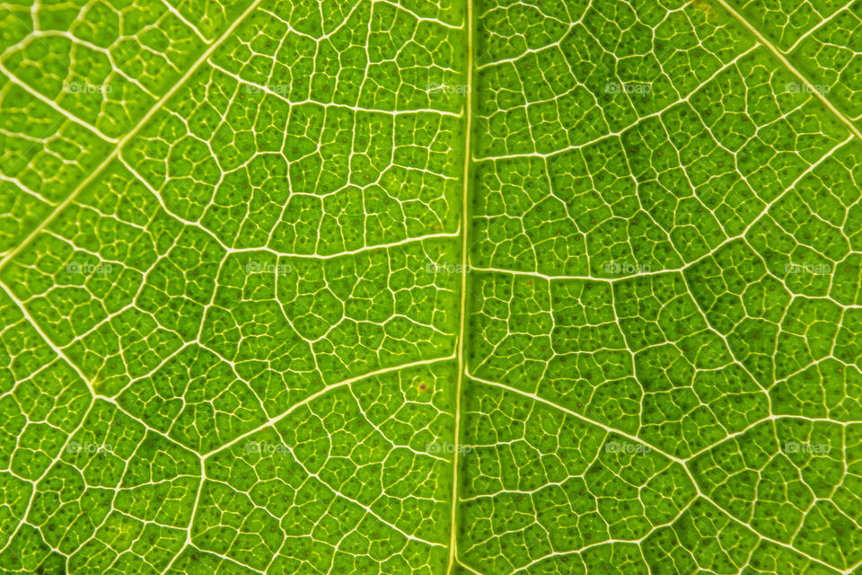 closeup of a leaf in the sun
