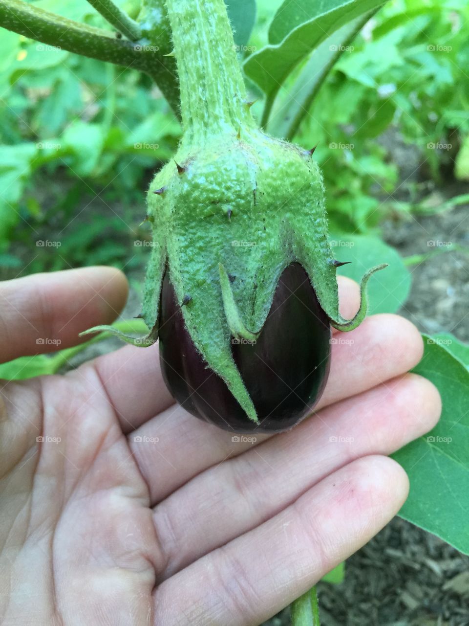 Purple eggplant