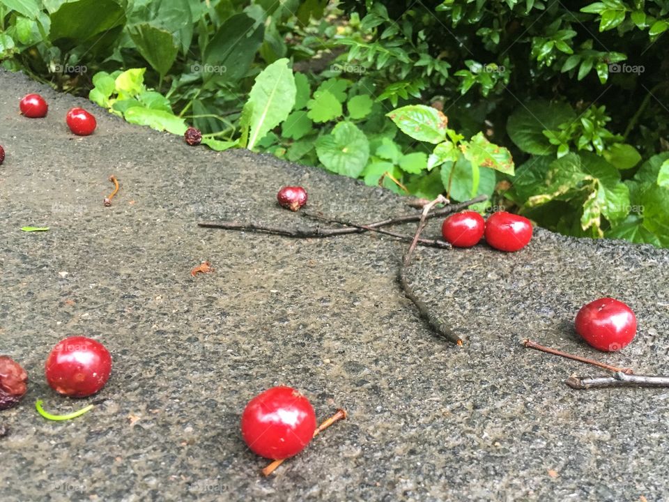 Red cherries on the ground. Summer harvest 