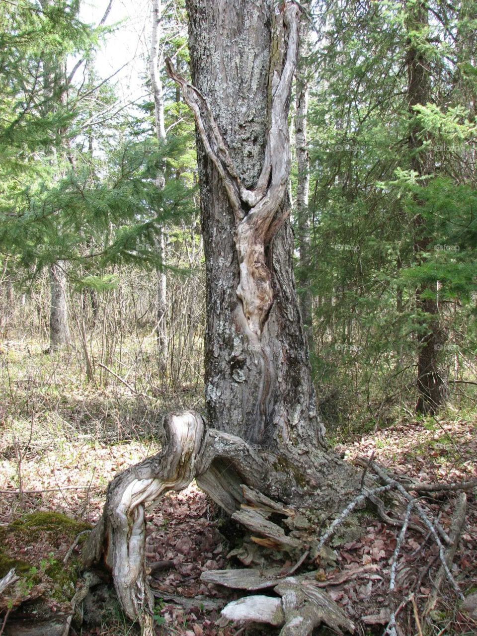 Interesting tree trunk