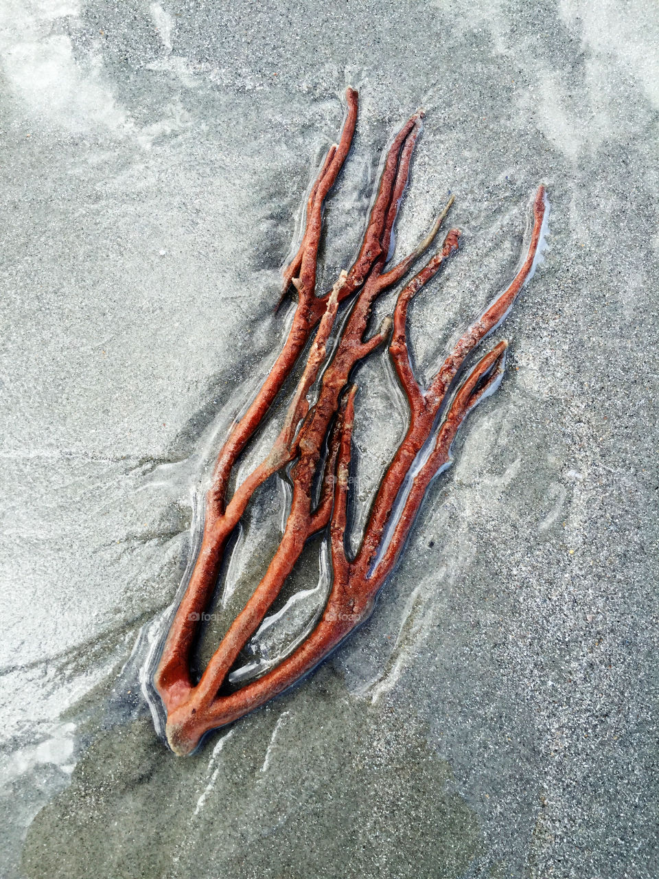 Seaweed on the beach. 