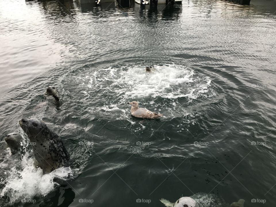 Close-up of seal and bird on water