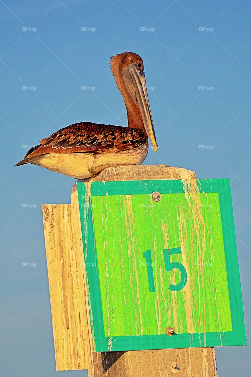 Brown pelican perching on top of pole