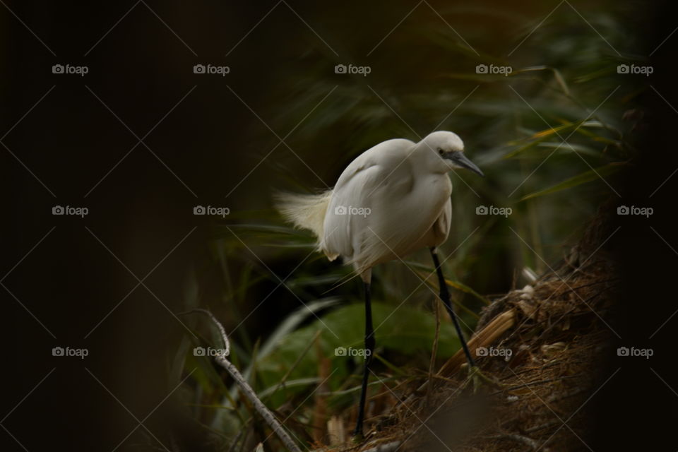 Gaceta común-Common Gazette