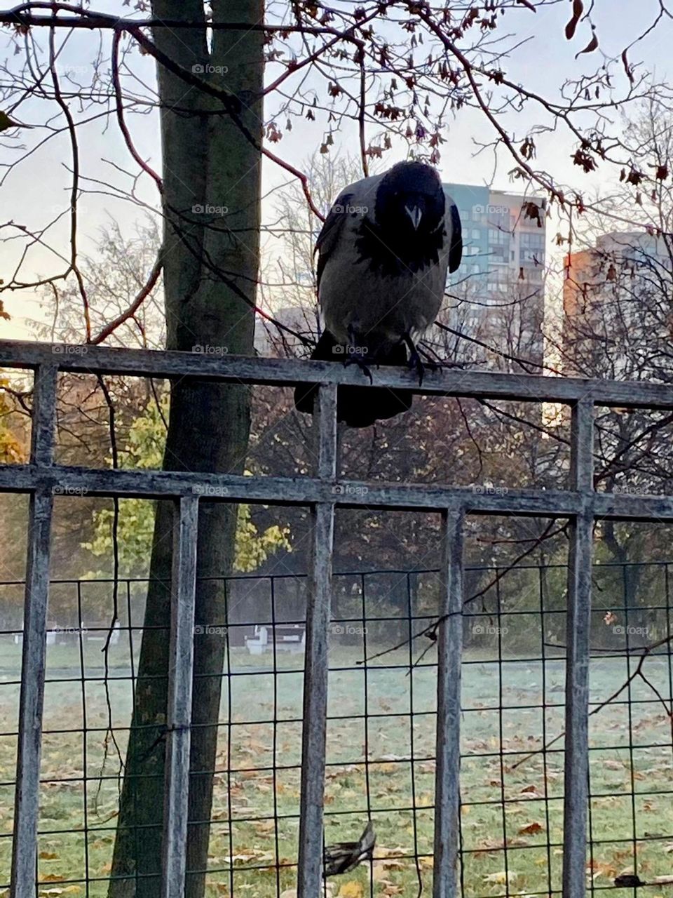 Crows remember human faces. They remember those who fed them and who showed kindness