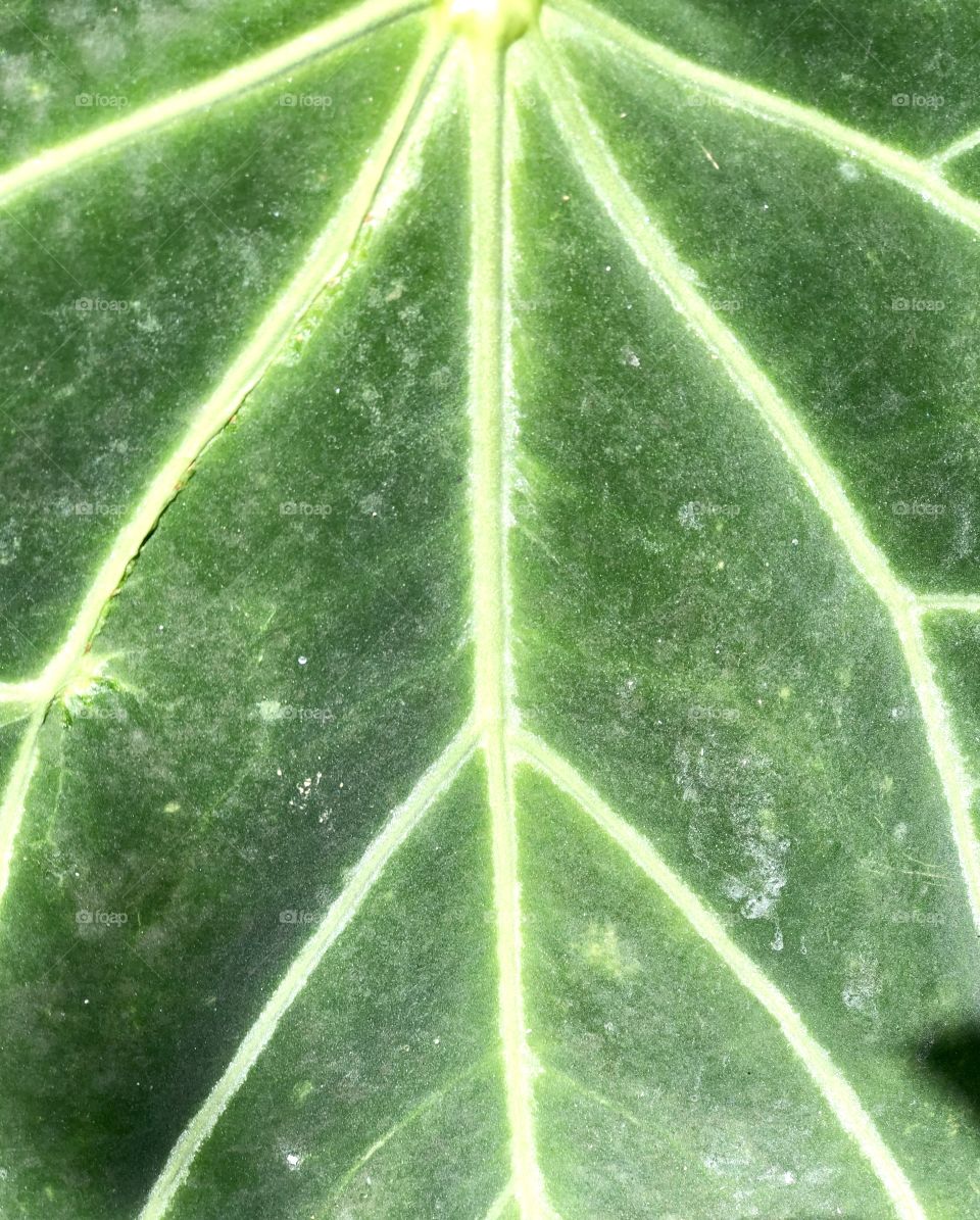 Amazing leaf 3